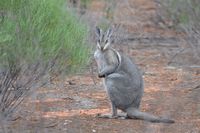 Bridal nail tailed wallaby - Scotia A.W.C