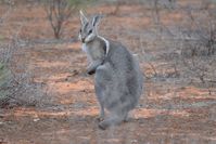 Bridal nail tailed wallaby - Scotia A.W.C