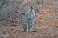 Bridal nail tailed wallaby - Scotia A.W.C