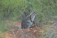 Bridal nail tailed wallaby - Scotia A.W.C