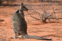 Bridal nail tailed wallaby - Scotia A.W.C