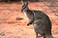 Bridal nail tailed wallaby - Scotia A.W.C