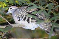 Bronze Winged Pigeon - Berringa Sanctuary 