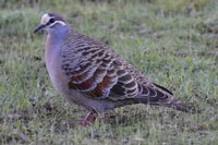 Bronze Winged Pigeon - Berringa Sanctuary 