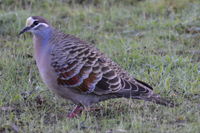 Bronze Winged Pigeon - Berringa Sanctuary 