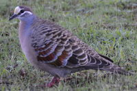 Bronze Winged Pigeon - Berringa Sanctuary 