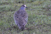 Bronze Winged Pigeon - Berringa Sanctuary 