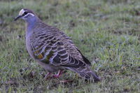 Bronze Winged Pigeon - Berringa Sanctuary 