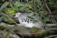 Bronze Winged Pigeon - Berringa Sanctuary 