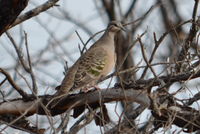 Bronze winged Pigeon - Berringa Sanctuary