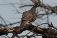 Bronze winged Pigeon - Berringa Sanctuary