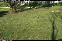 Bronze winged Pigeon - Berringa Sanctuary