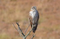 Brown Falcon - Berringa Sanctuary