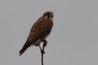 Brown Falcon - Scotia A.W.C Sanctuary 