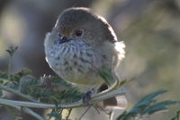 Brown Thornbill - Berringa Sanctuary 