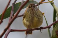 Brown Thornbill - Berringa Sanctuary