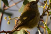 Brown Thornbill - Berringa Sanctuary