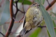 Brown Thornbill - Berringa Sanctuary