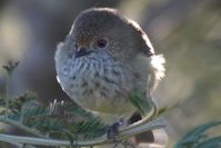 Brown Thornbill - Berringa Sanctuary