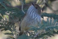 Brown Thornbill - Berringa Sanctuary