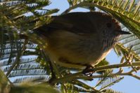 Brown Thornbill - Berringa Sanctuary