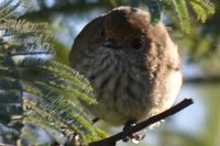 Brown Thornbill - Berringa Sanctuary