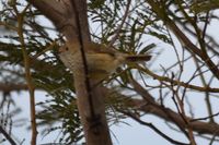 Brown Thornbill - Berringa Sanctuary