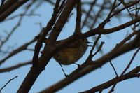 Brown Thornbill - Berringa Sanctuary