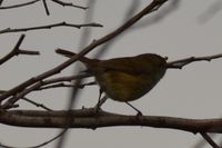 Brown Thornbill - Berringa Sanctuary