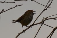 Brown Thornbill - Berringa Sanctuary