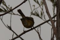 Brown Thornbill - Berringa Sanctuary