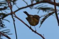 Brown Thornbill - Berringa Sanctuary