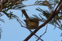 Brown Thornbill - Berringa Sanctuary