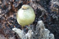 Brown Thornbill - Berringa Sanctuary