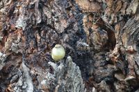 Brown Thornbill - Berringa Sanctuary