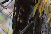 Brown Thornbill The Block Berringa