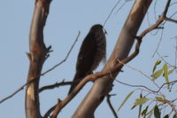 Brown goshawk - Berringa Sanctuary