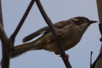 Brown headed honey eater - Berringa Sanctuary