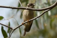 Brown headed honey eater - Berringa Sanctuary