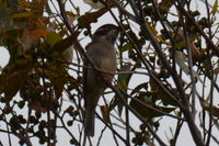 Brown headed honey eater - Berringa Sanctuary