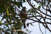 Brown headed honey eater - Berringa Sanctuary