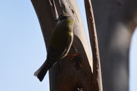 Brown headed honey eater - Berringa Sanctuary