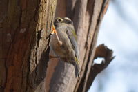 Brown headed honey eater - Berringa Sanctuary