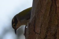 Brown headed honey eater - Berringa Sanctuary