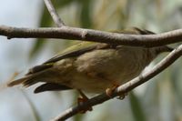 Brown headed honey eater - Berringa Sanctuary