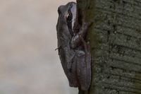 Brown tree frog - Berringa Sanctuary