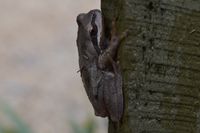 Brown tree frog - Berringa Sanctuary