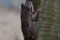 Brown tree frog - Berringa Sanctuary