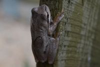 Brown tree frog - Berringa Sanctuary