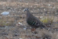 Brozen Winged Pidgeon - Berringa Sanctuary